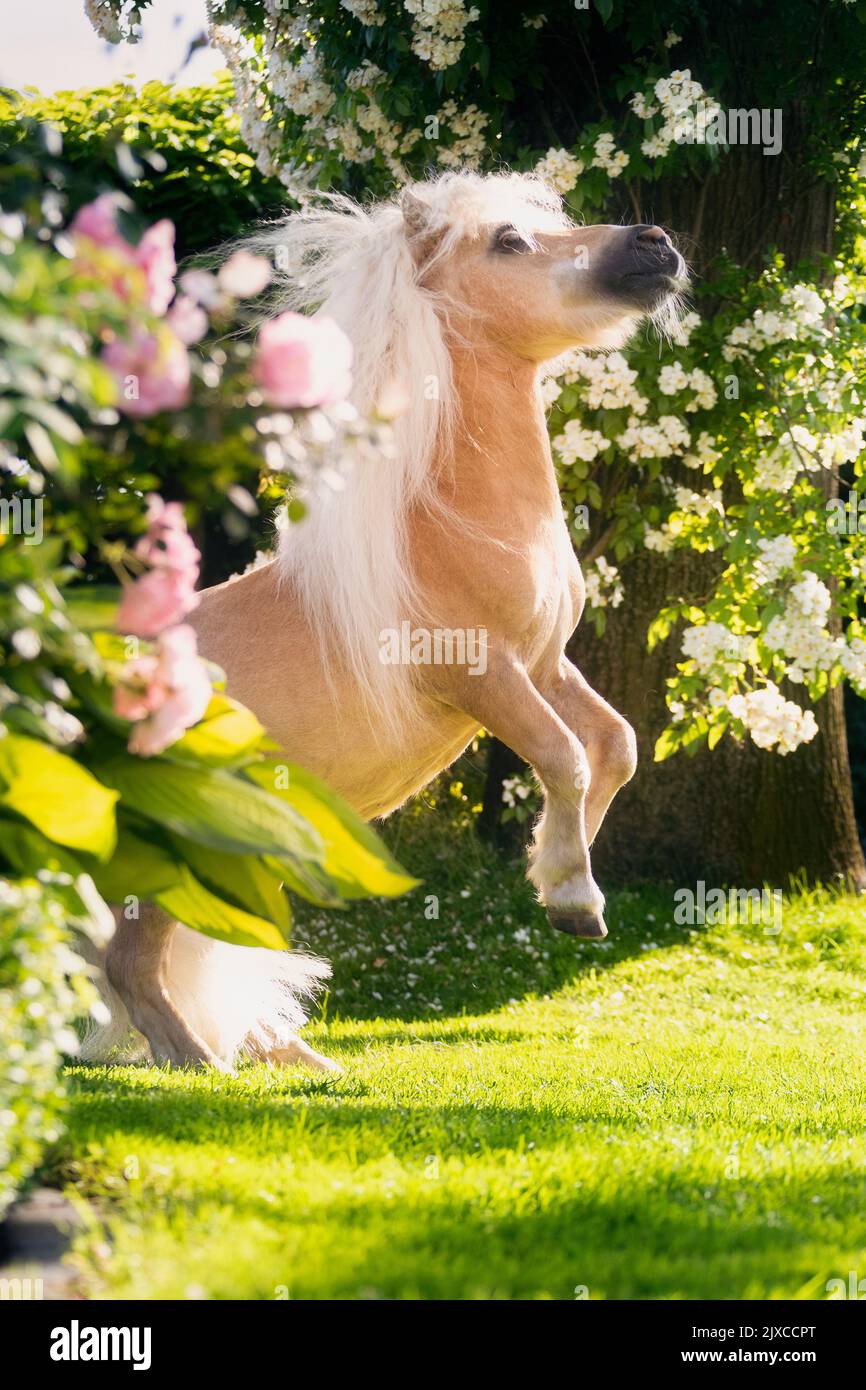 American Miniature Horse. Palomino stallion rearing amongst flowering roses. Germany Stock Photo