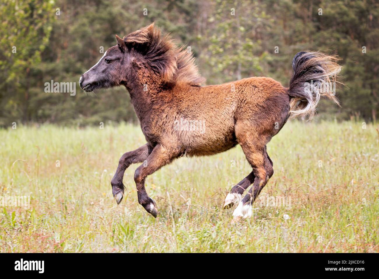 American Miniature Horse. Juvenile mare galloping in a pasture. Germany Stock Photo