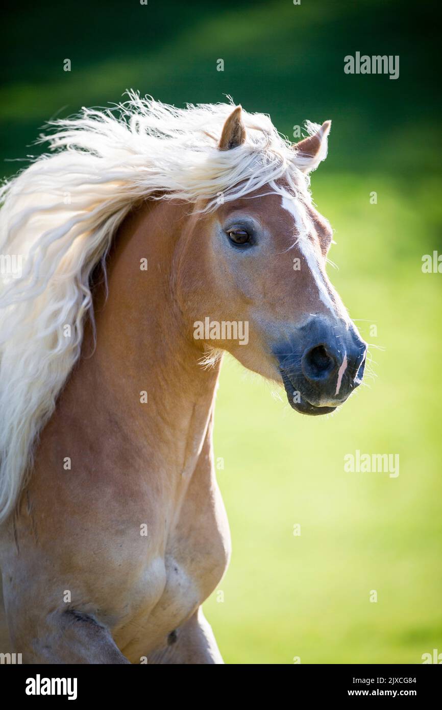 Haflinger Horse. Portrait of adult gelding with mane flowing. Austria Stock Photo