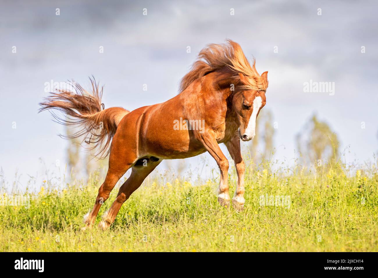 Welsh Pony (Section C). Chestnut gelding bucking on a meadow. Germany. Stock Photo