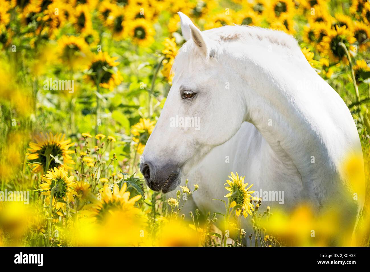 Hungarian Warmblood Horse. Gray adult standing among sunflowers. Germany Stock Photo