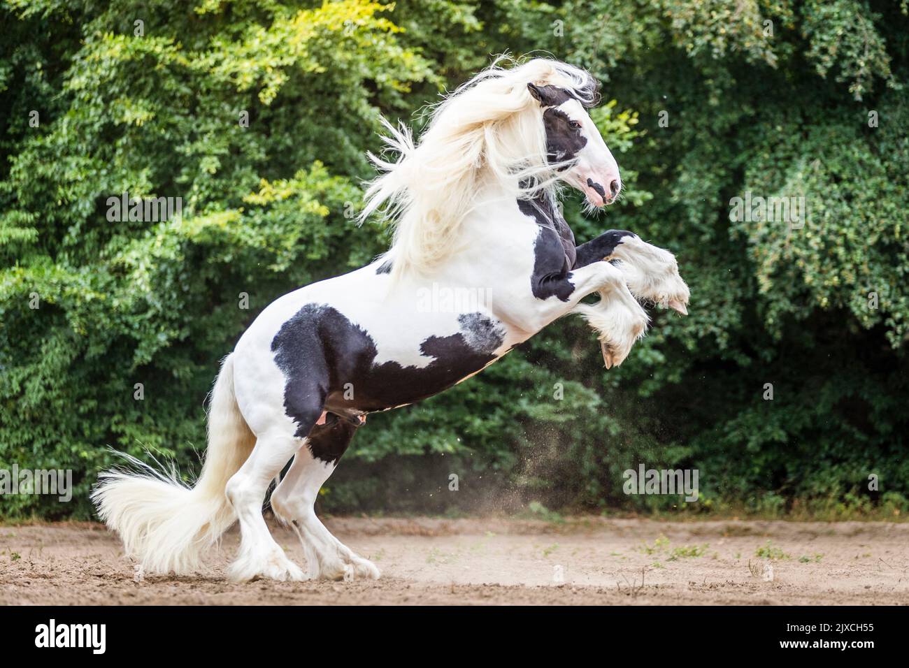 Gypsy Cob. Piebald gelding rearing on a riding place. Germany Stock