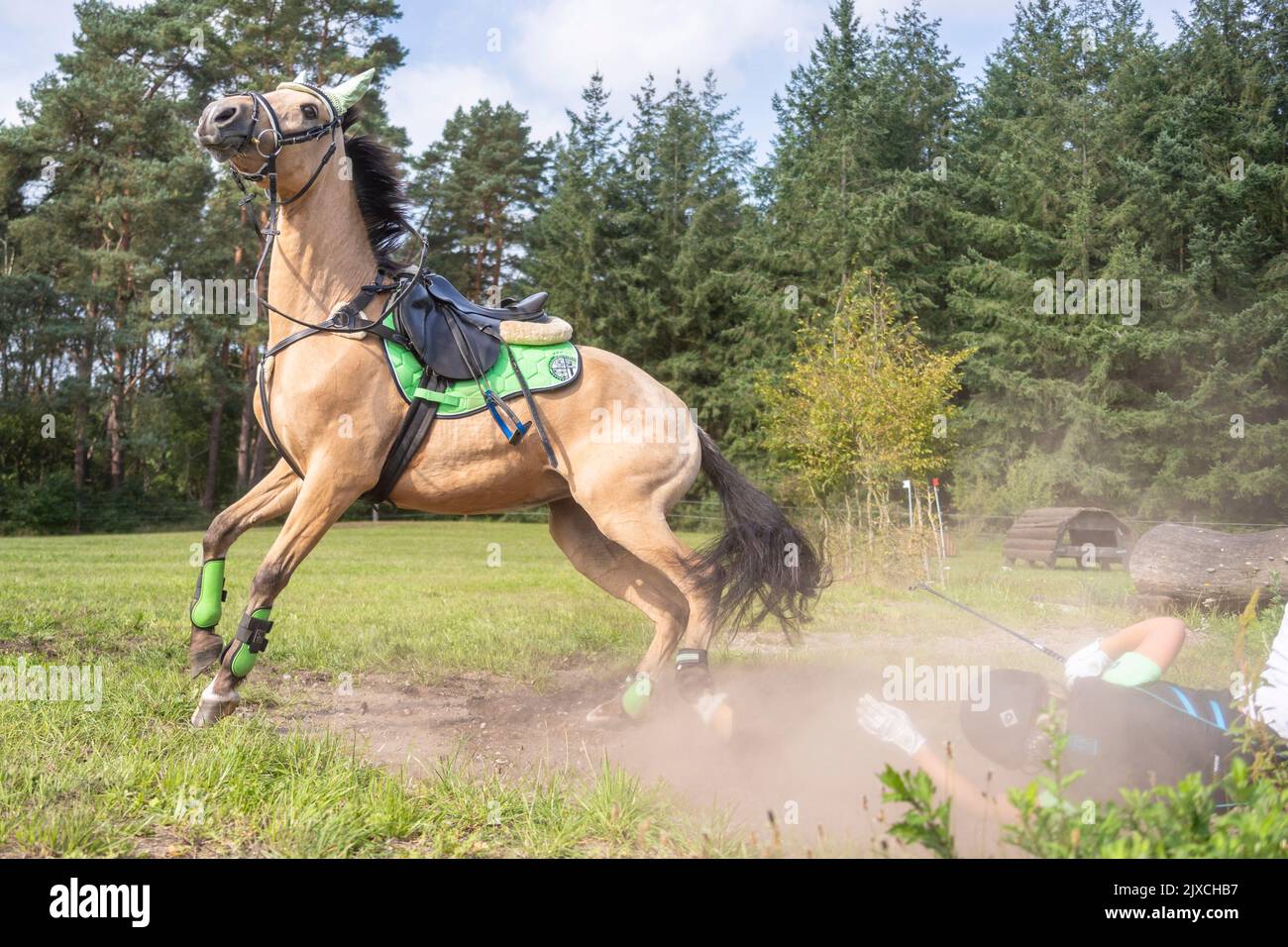 A rider falls from German Riding Pony. Germany Stock Photo