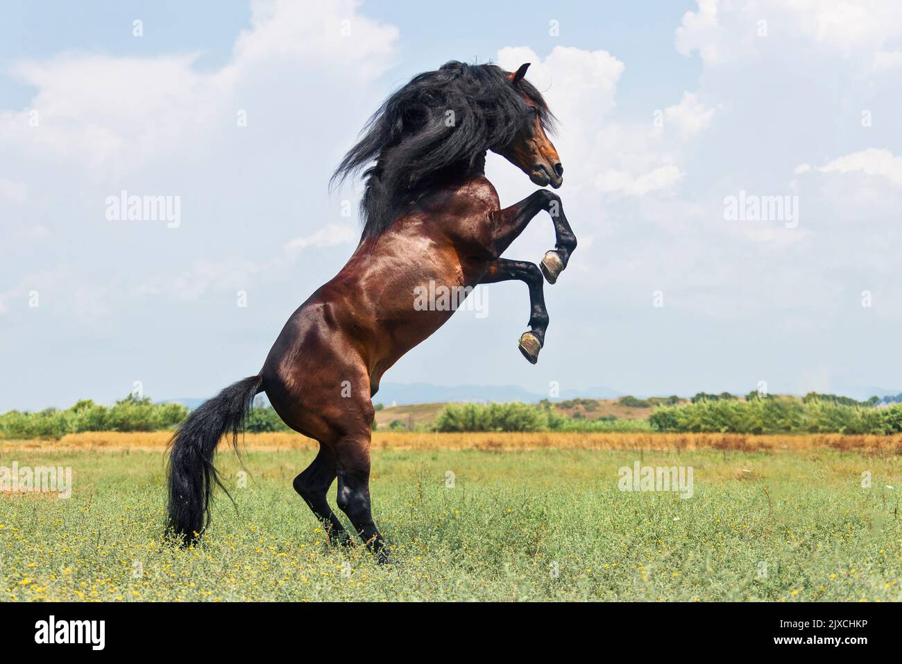 Rahvan Horse. Bay gelding rearing on a meadow. Turkey Stock Photo