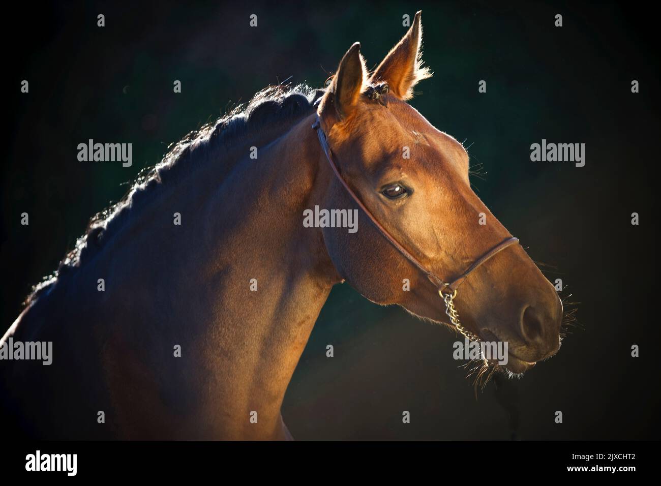 Austrian Warmblood. Portrait of bay mare with tack, Austria Stock Photo