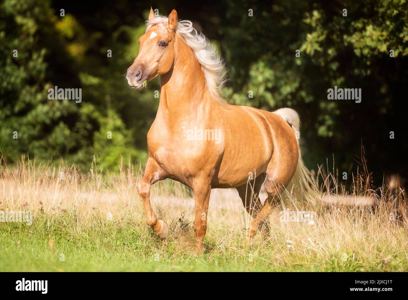 Morgan Horse. Palomino mare trotting on a pasture. Germany. Stock Photo