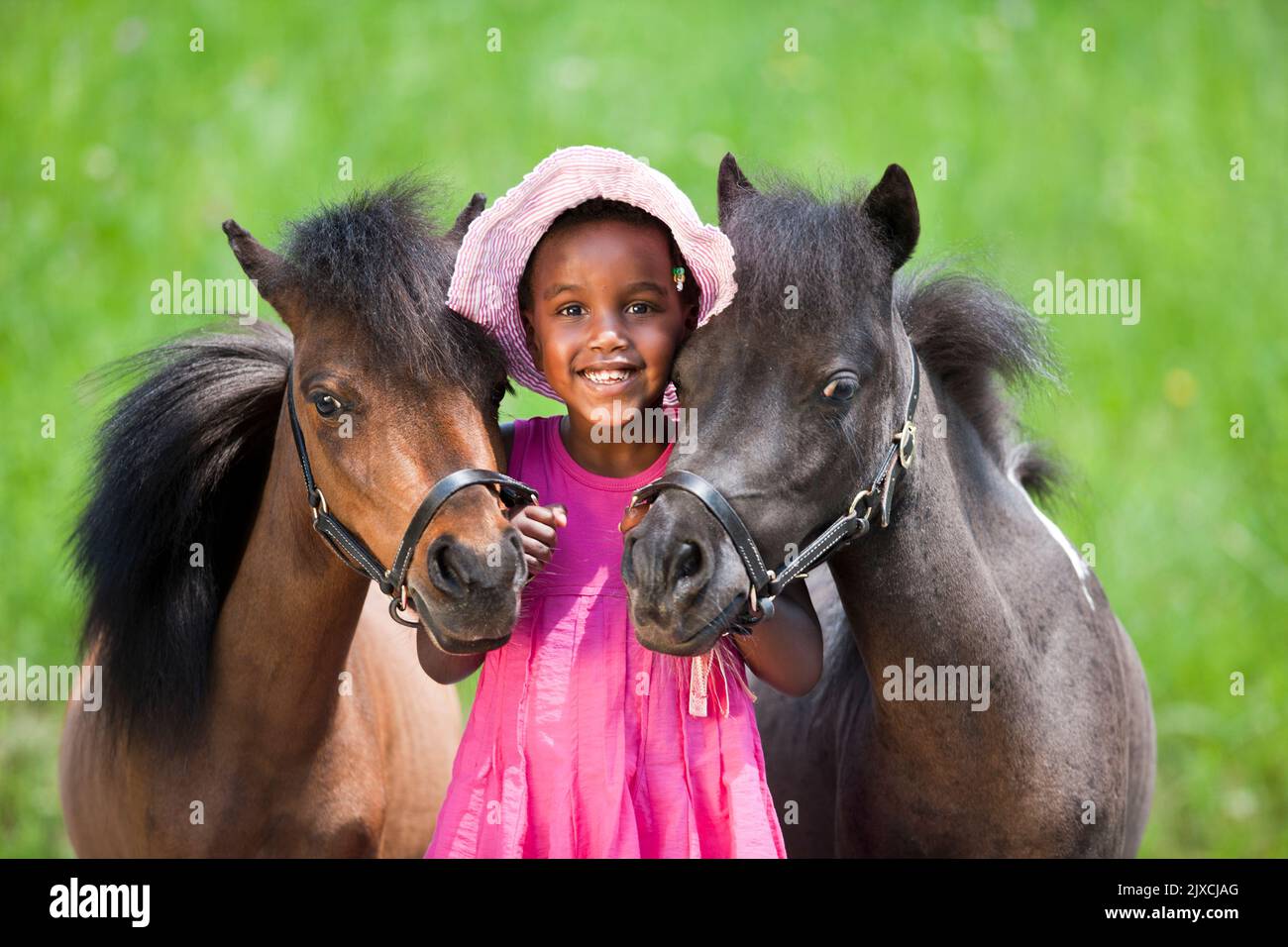 American Miniature Horse. Smiling girl holding two mares Germany Stock Photo