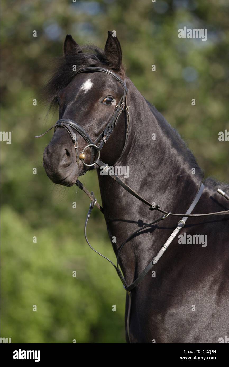 Domestic horse with martingale Stock Photo