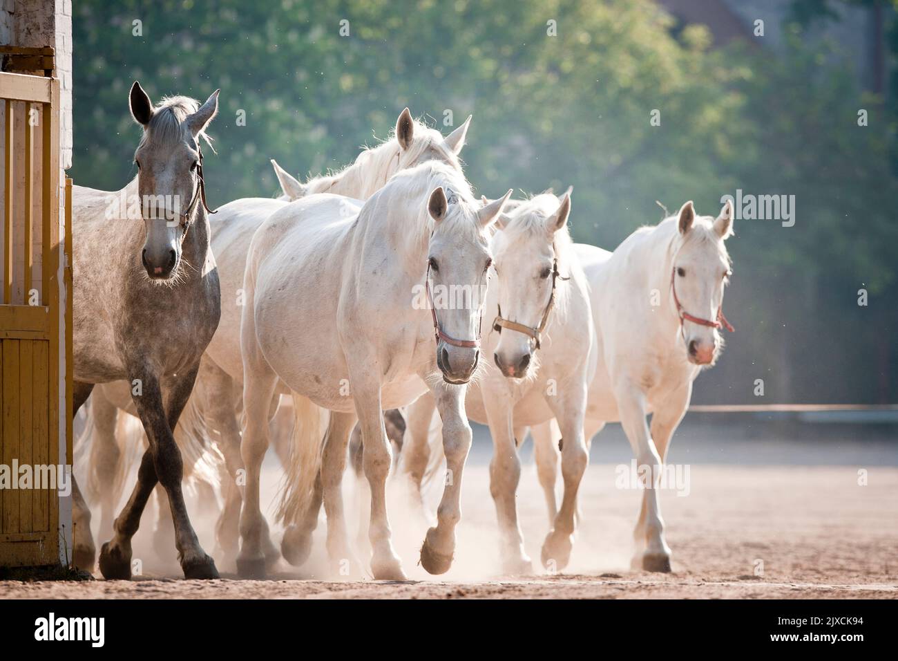 Kladruber Horse. The mother mares go into the stable in the evening. Czech Republic Stock Photo