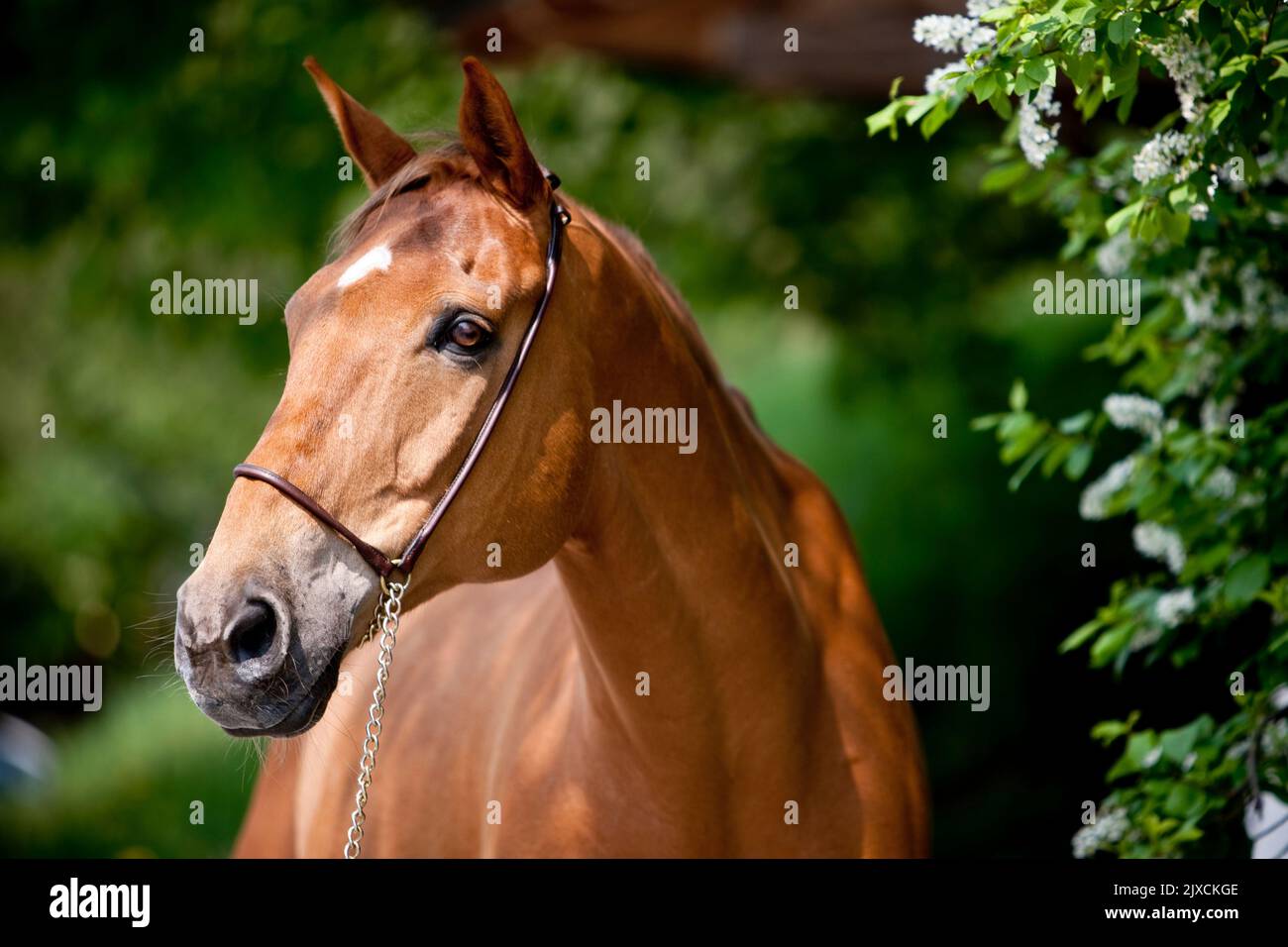 Irish Sport Horse. Chestnut adult with halter. Austria Stock Photo