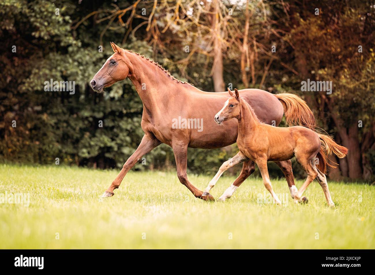 Hanoverian Horse. Chestnut mare with foal trotting on a meadow. Germany Stock Photo