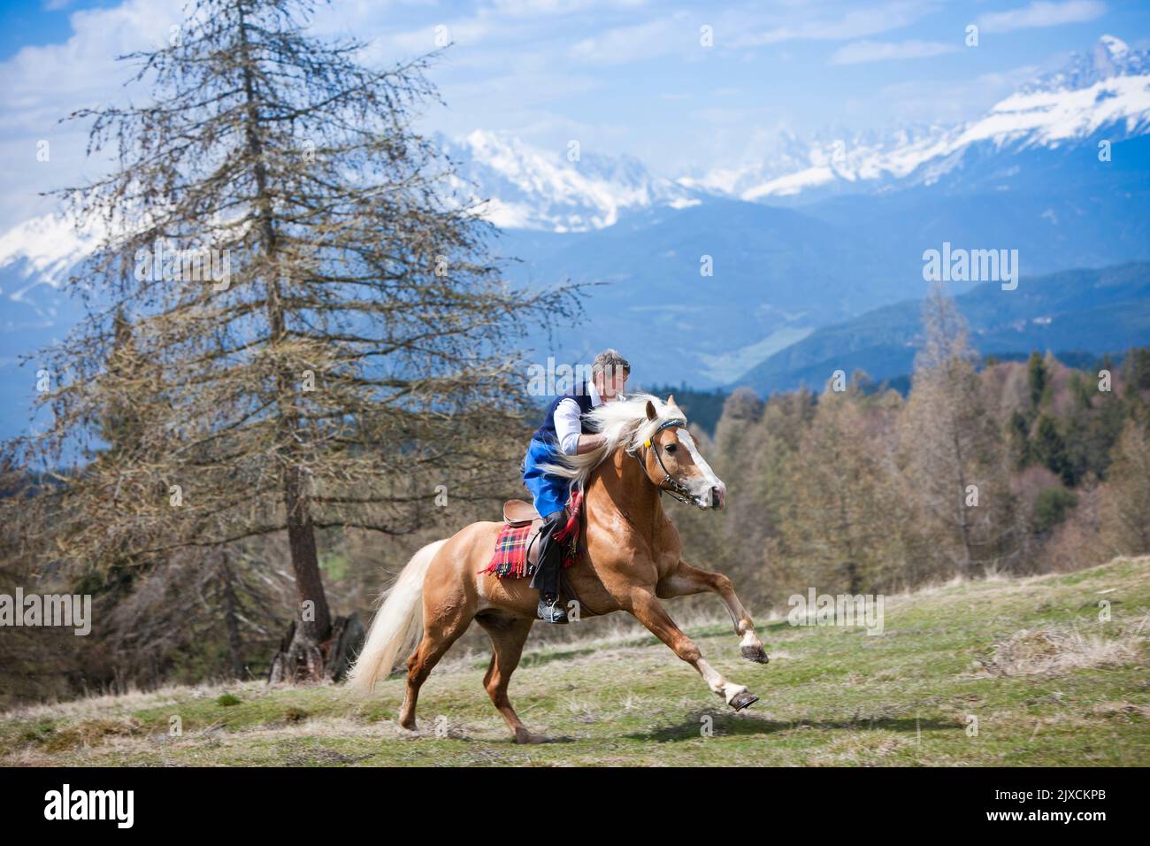 Haflinger Horse. Rider on stallion galloping on a mountain pasture. Germany Stock Photo