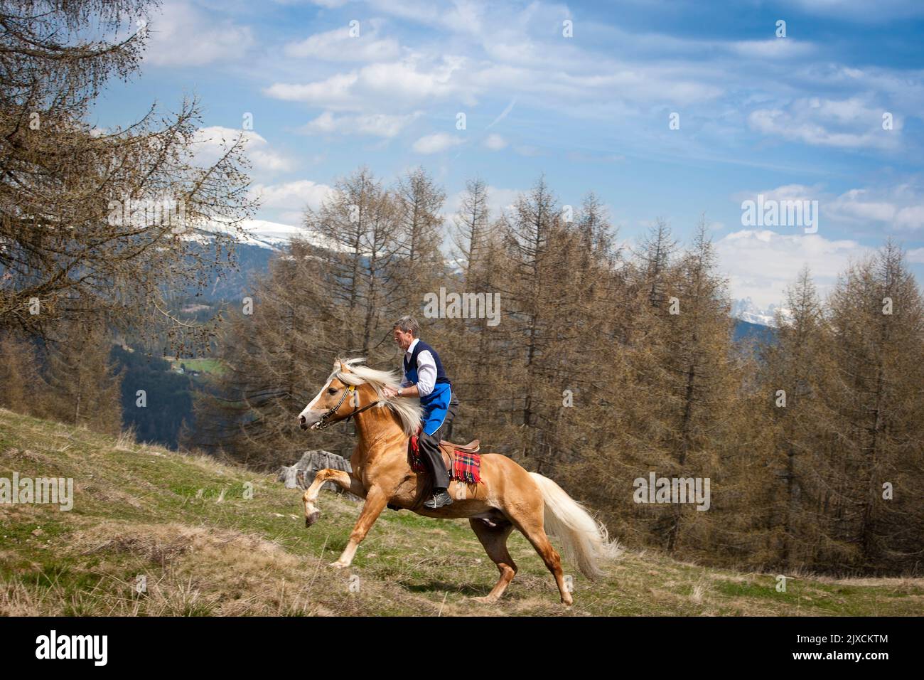 Haflinger Horse. Rider on stallion galloping on a mountain pasture. Germany Stock Photo