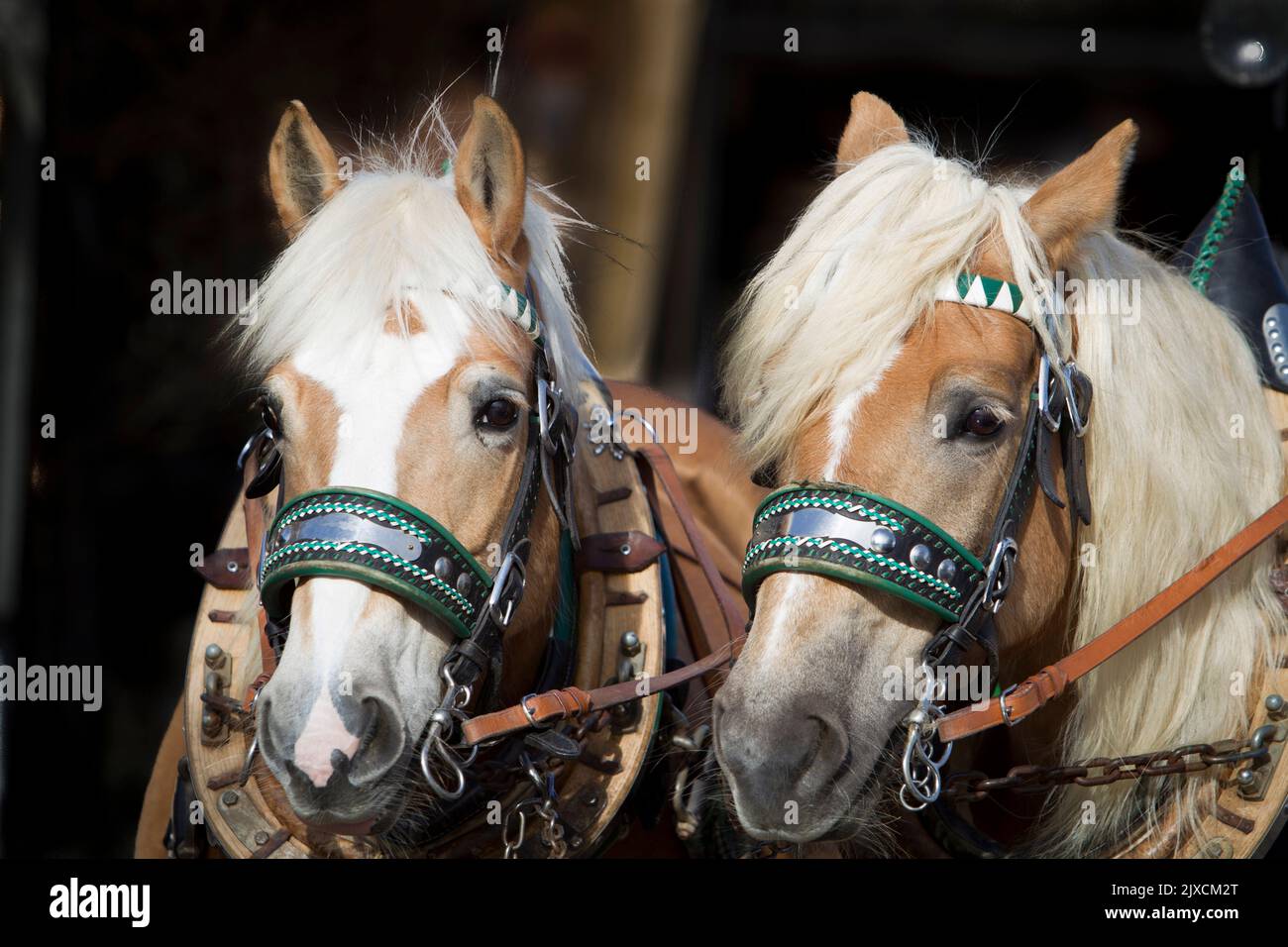 Haflinger. Team of two in front of a sled in harness. Austria Stock Photo