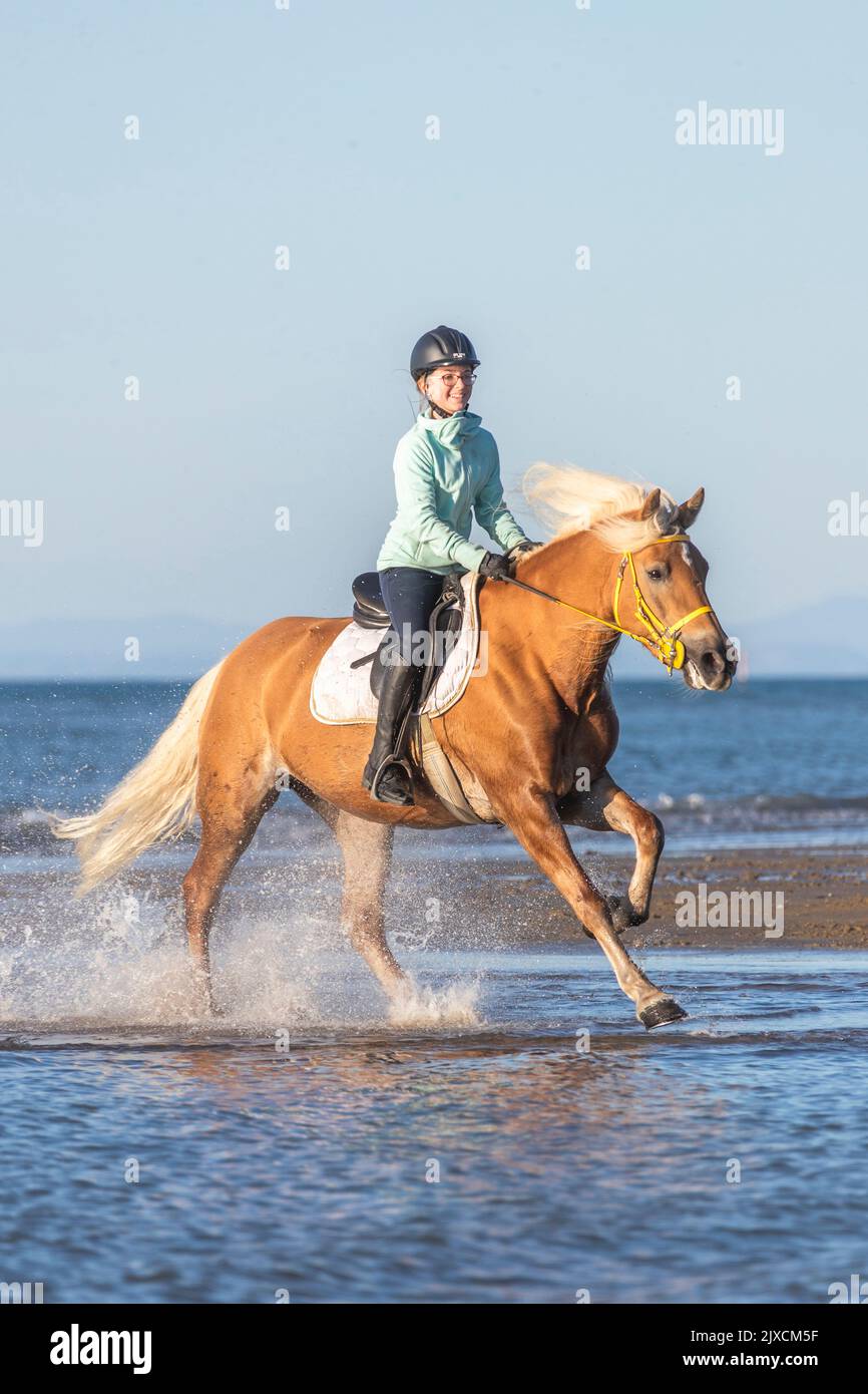Haflinger Horse. A child gallops through the sea on the mare Aischa. Germany Stock Photo