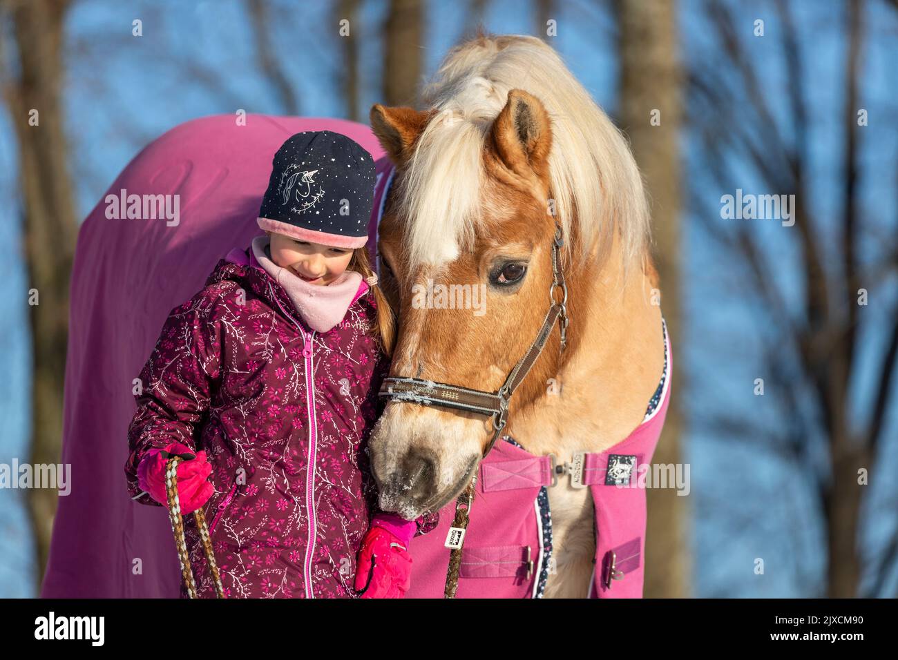 Haflinger Horse. Little girl leading gelding in winter. Germany Stock Photo