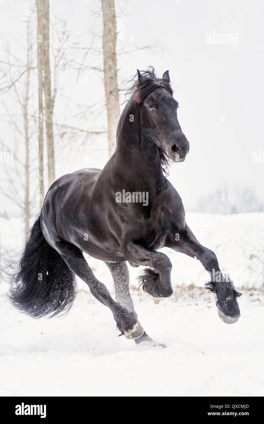 Friesian Horse. Stallion galopping on a snowy pasture, Austria Stock Photo