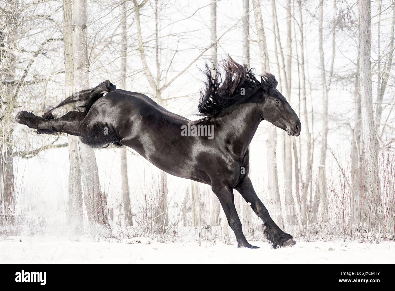 Friesian Horse. Stallion kicking on a snowy pasture, Austria Stock Photo