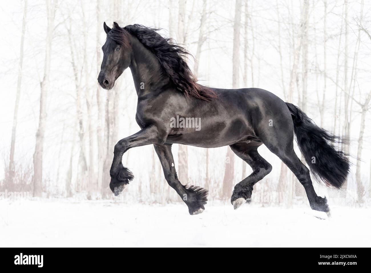 Friesian Horse. Stallion trotting on a snowy pasture, Austria Stock Photo
