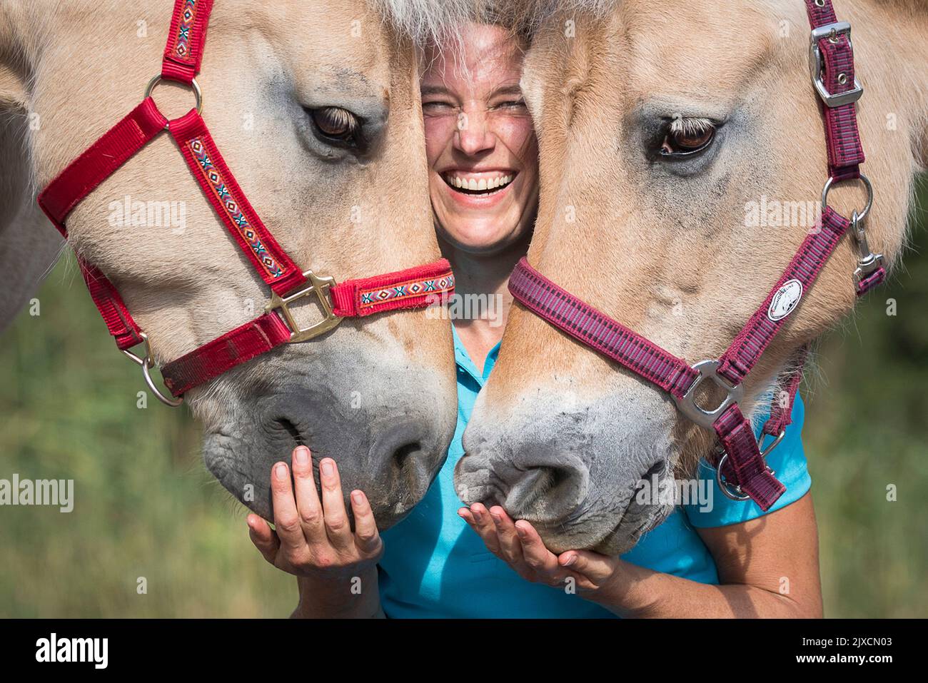 Norwegian Fjord Horse. Woman smooching with two mares. Germany Stock Photo