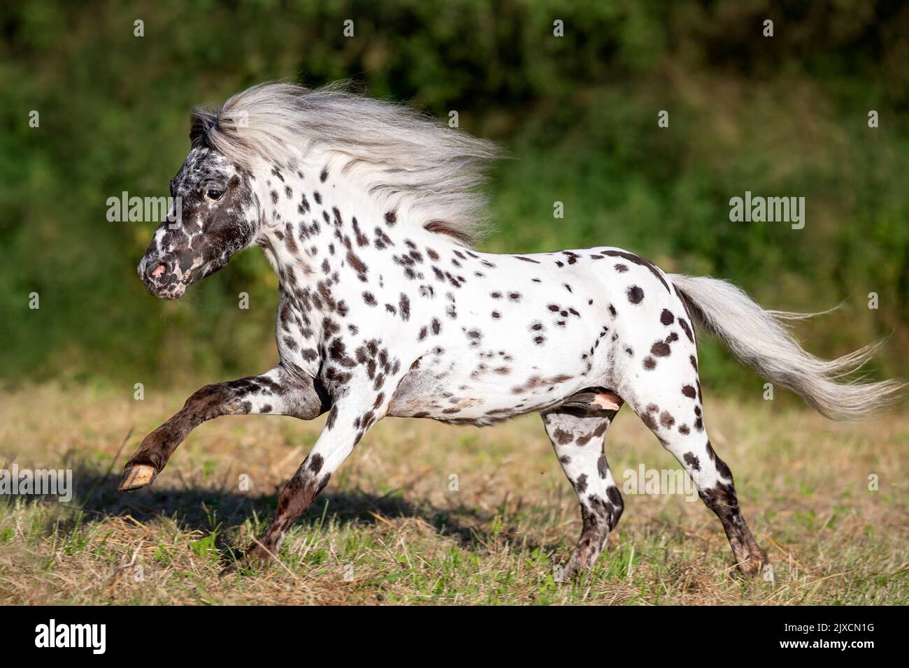 Falabella Miniature Horse. Leopard-spotted gelding galloping on a meadow. Austria Stock Photo