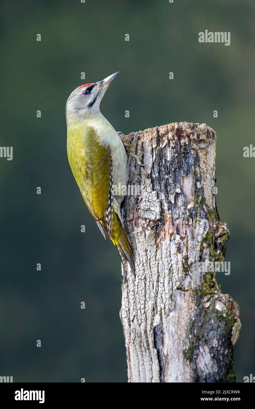 Grey-headed Woodpecker (Picus canus) clinging to on tree stem. Austria Stock Photo