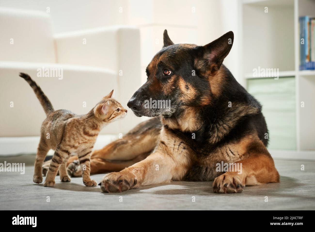 Domestic cat. Tabby kitten and adult German Shepherd dog sniffing each other. Germany Stock Photo
