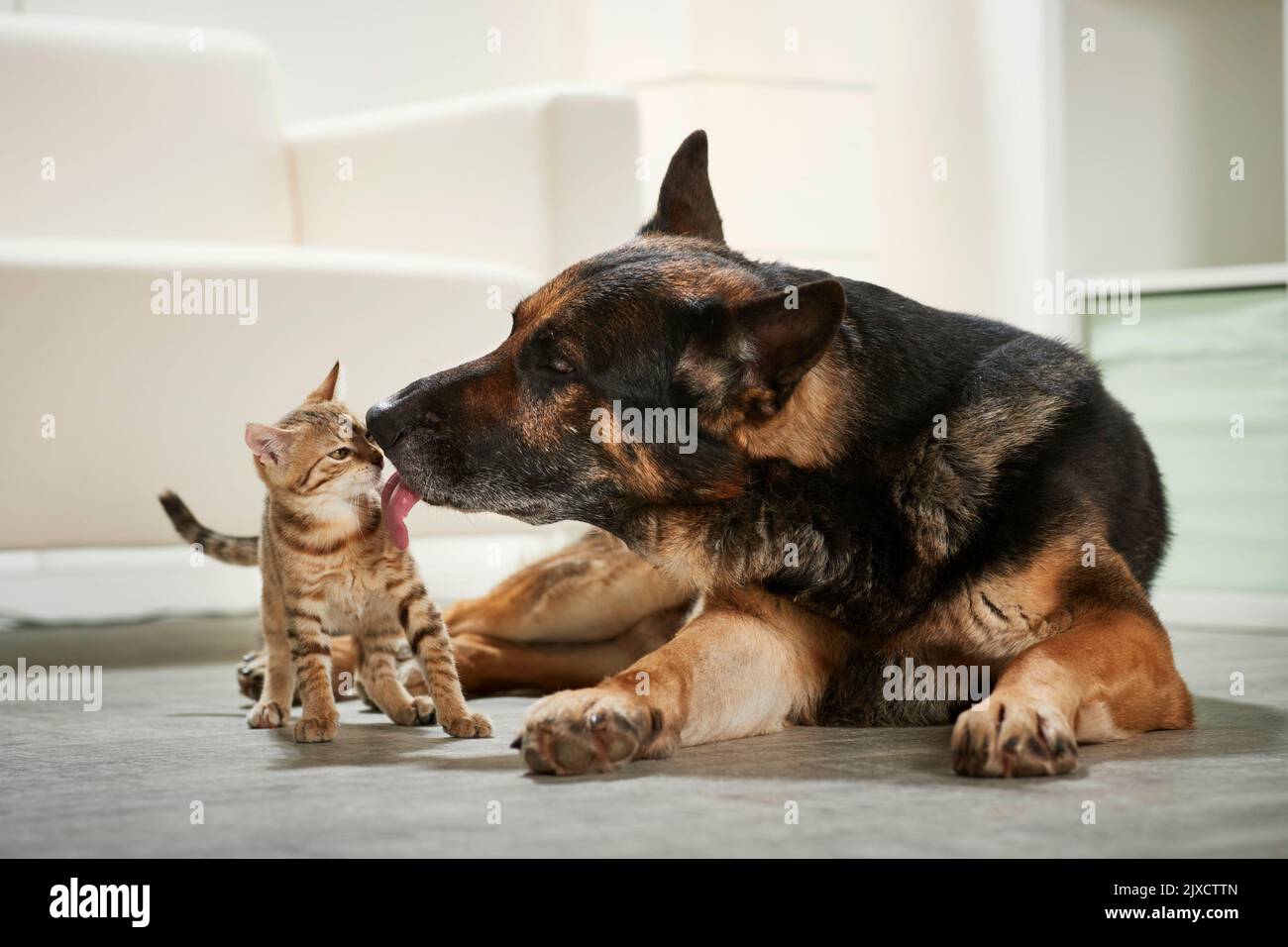 Domestic cat. An adult sheepdog gently licking a kitten. Germany Stock Photo