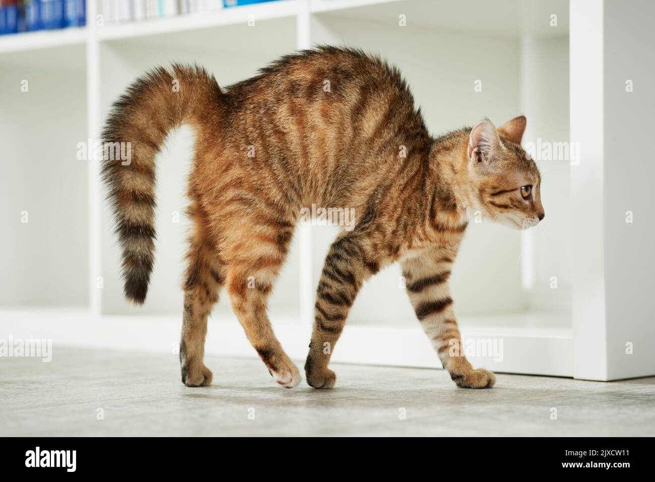 Domestic cat. A tabby kitten arches its back. Germany Stock Photo