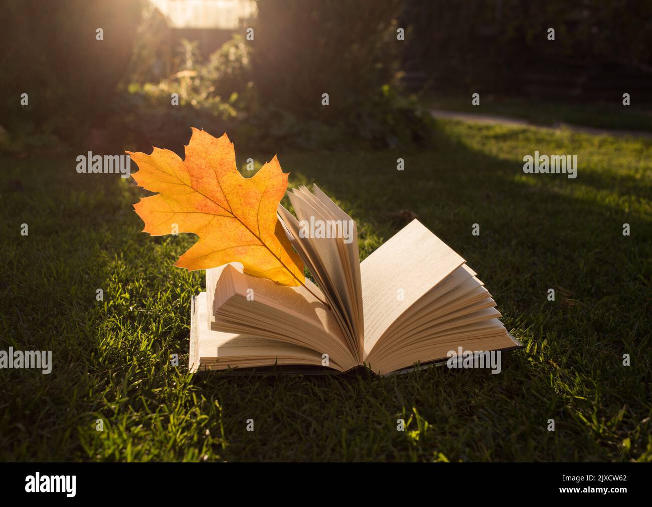Hello, Autumn. an open book lies on the grass with an orange oak leaf backlit by the sun. back to school. beautiful sunlight. Home schooling, outdoor Stock Photo