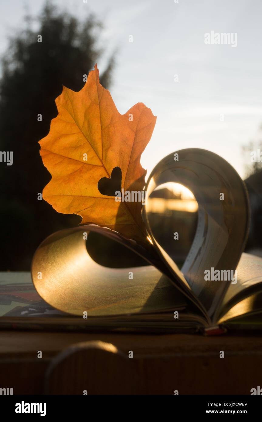 book with pages folded in the shape of a heart, with an orange oak leaf sticking out between the pages. education concept. Hello, Autumn. I love autum Stock Photo