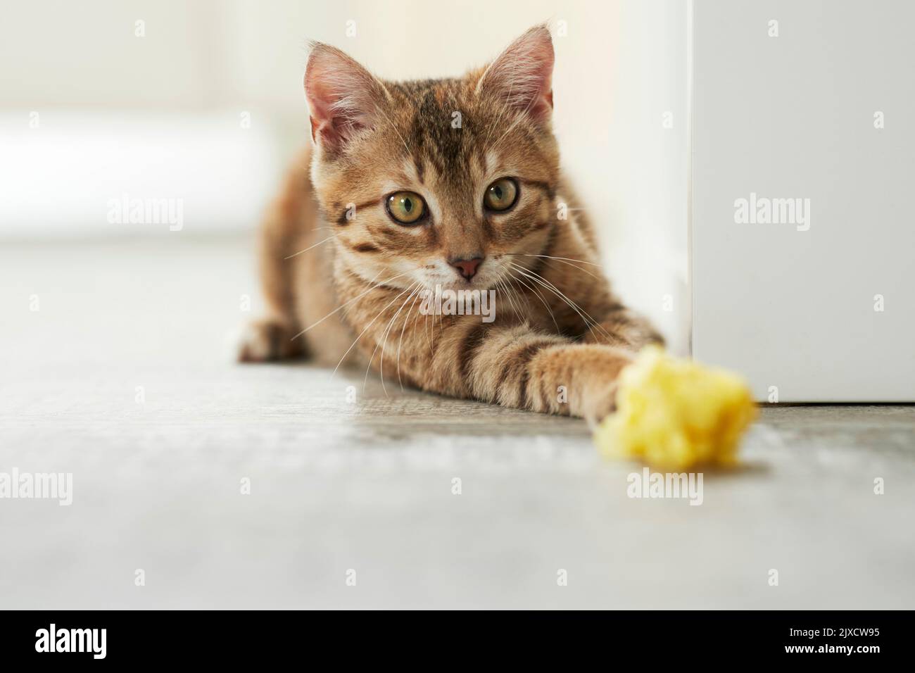 Domestic cat. A tabby kitten playing with crumpled paper. Germany Stock Photo