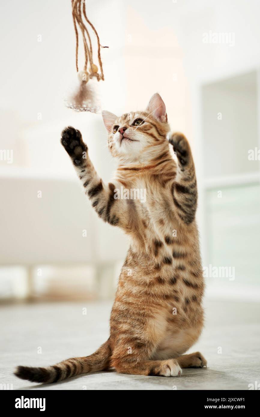 Domestic cat. A tabby kitten plays with a toy. Germany Stock Photo