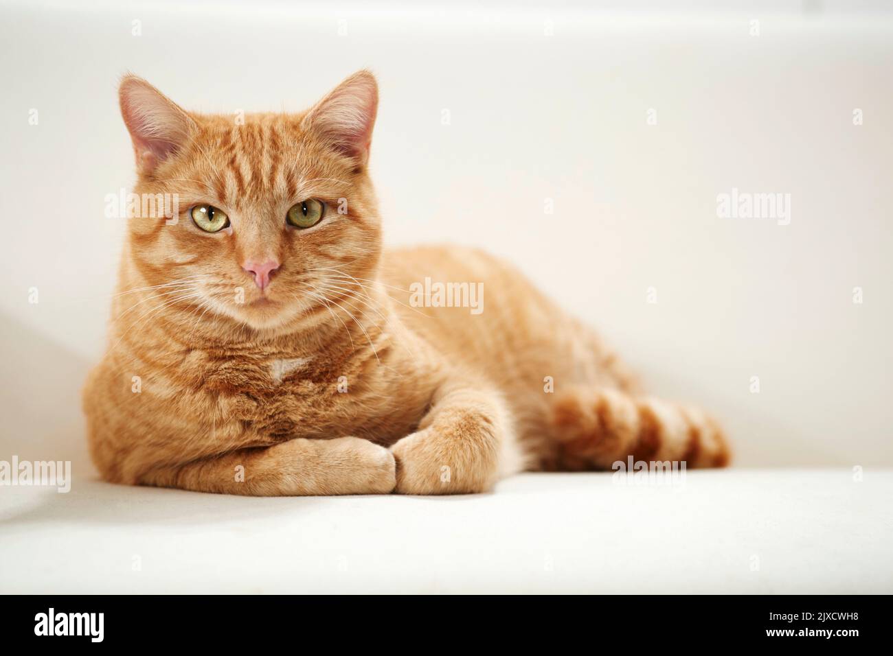 Domestic cat.. A tabby adult cat resting on a couch. Germany Stock Photo