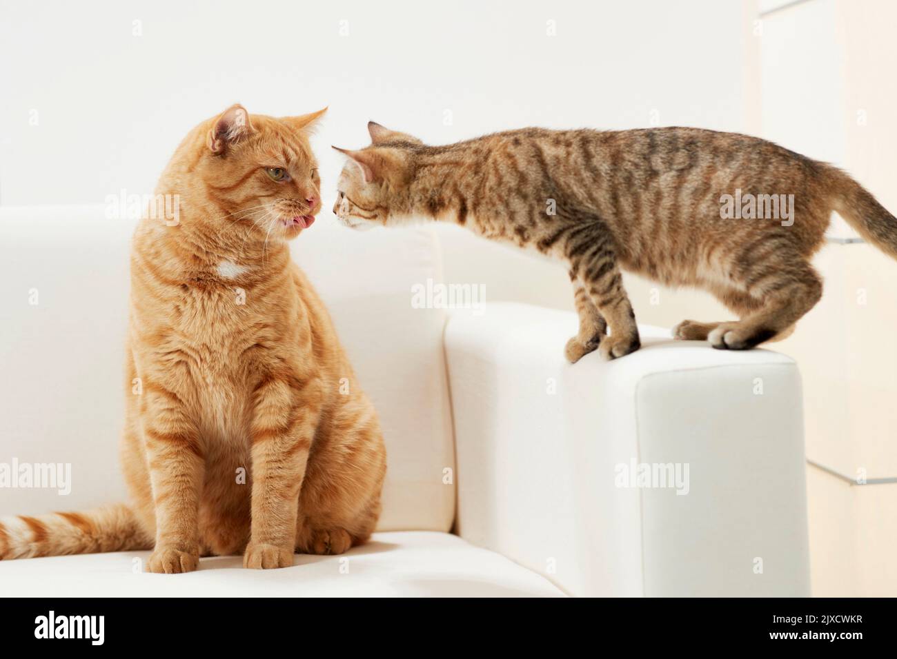 Domestic cat.. A tabby kitten and an adult cat on a couch. Germany Stock Photo