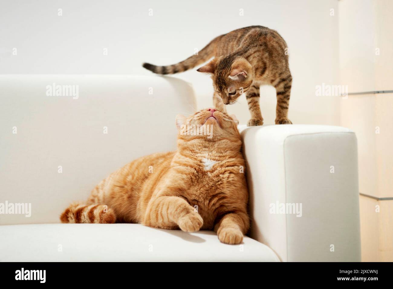 Domestic cat.. A tabby kitten and an adult cat on a couch. Germany Stock Photo