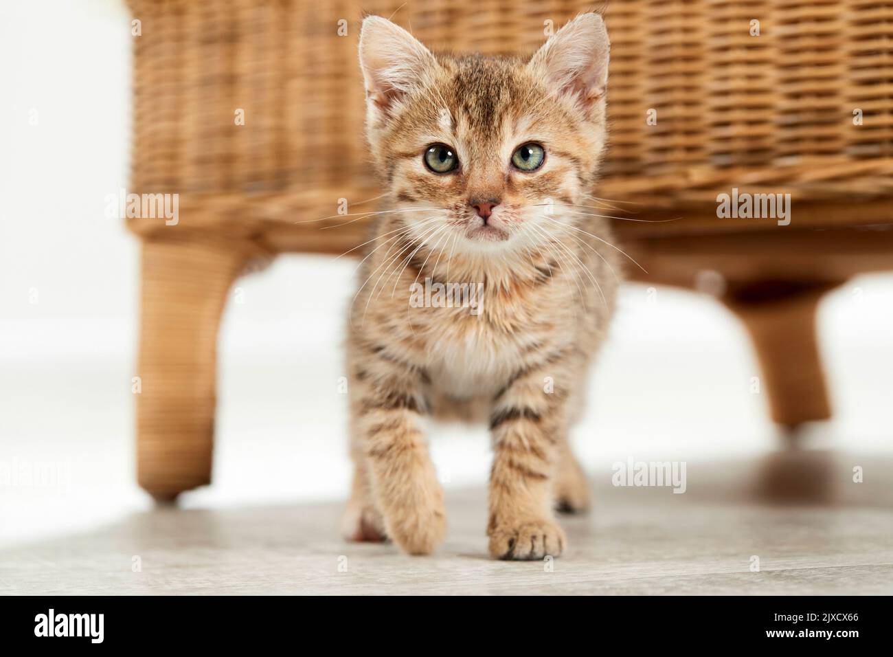 Domestic cat. A tabby kitten walks on parquet floor. Germany Stock Photo