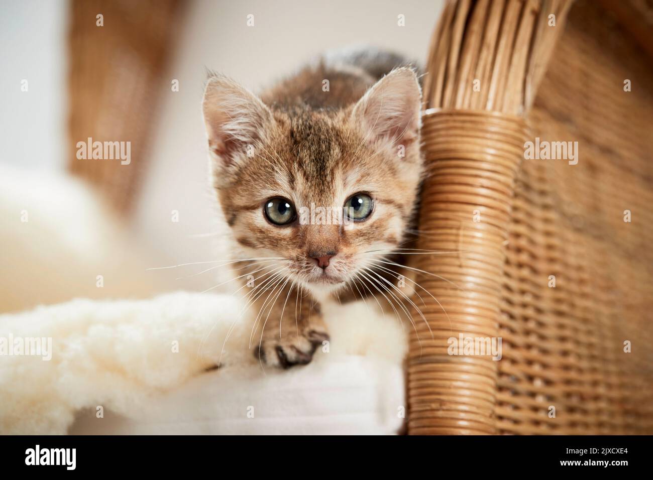 Domestic cat. Domestic cat. A tabby kitten on a wicker chair with lambskin. Germany Stock Photo