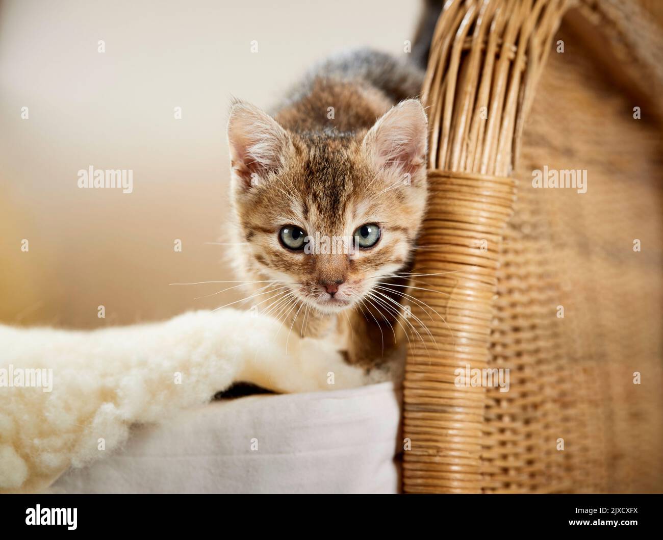 Domestic cat. Domestic cat. A tabby kitten on a wicker chair with lambskin. Germany Stock Photo