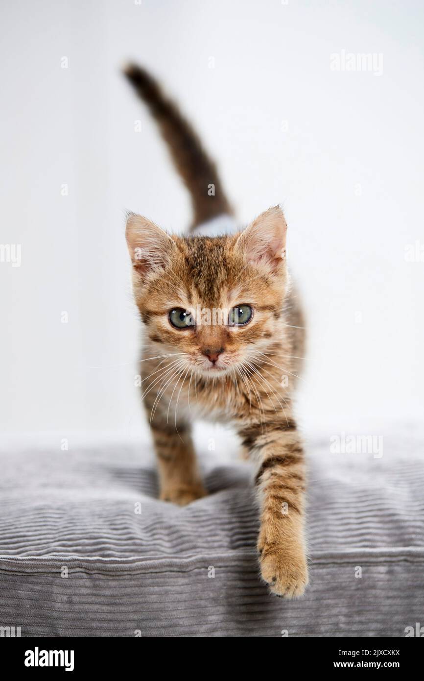 Domestic cat. A tabby kitten walks on a cushion. Germany Stock Photo