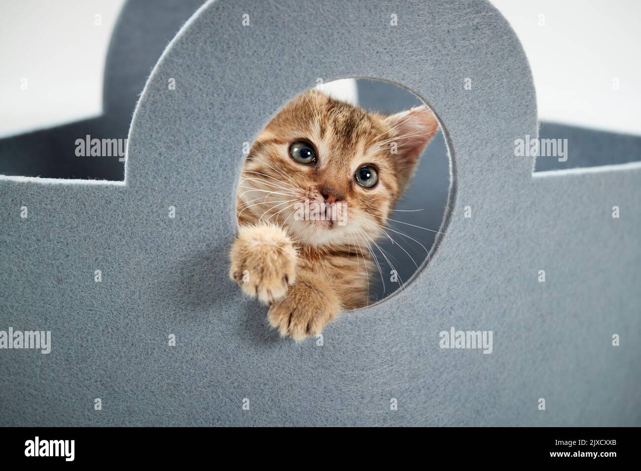 Domestic cat. A tabby kitten looks out of a felt bag, Germany Stock Photo