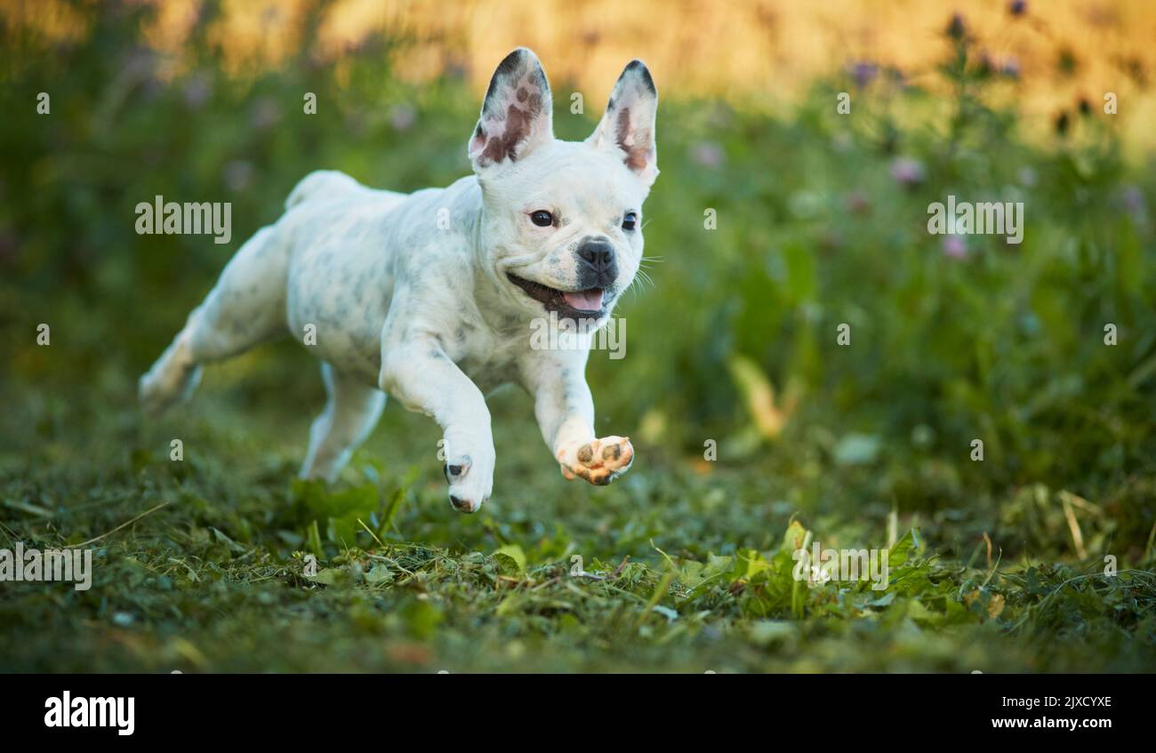 French Bulldog, Puppy running in a meadow. Germany Stock Photo