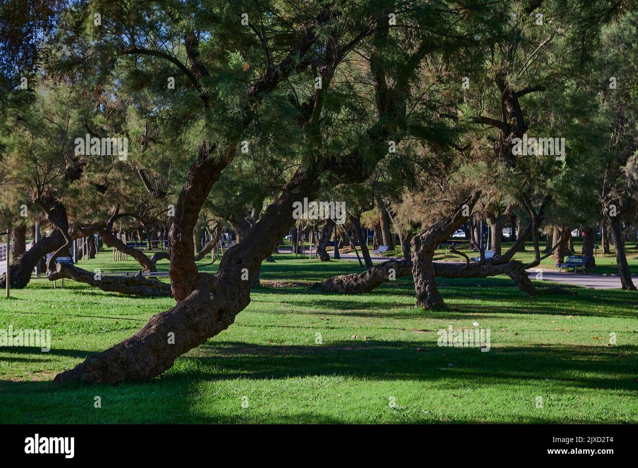 Tamarises trees in Mesones park, Santander, Spain, Europe Stock Photo