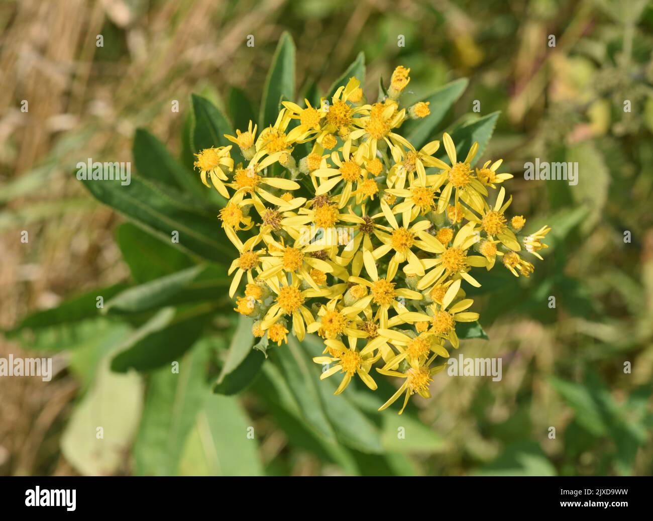 Broad-leaved Ragwort - Senecio sarracenicus Stock Photo - Alamy