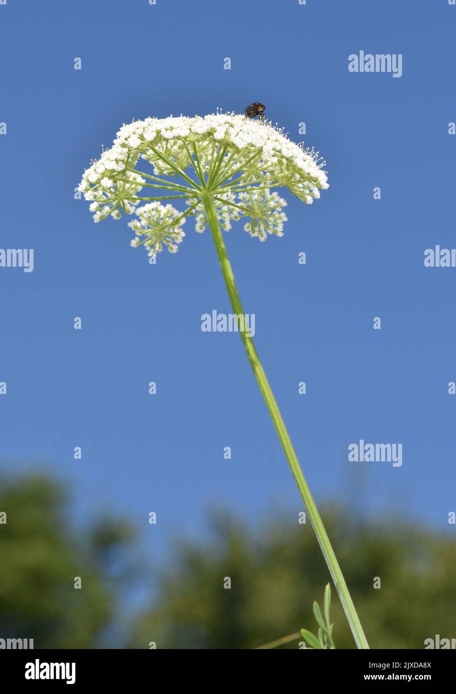 Cambridge Milk-parsley - Selinum carvifolia Stock Photo