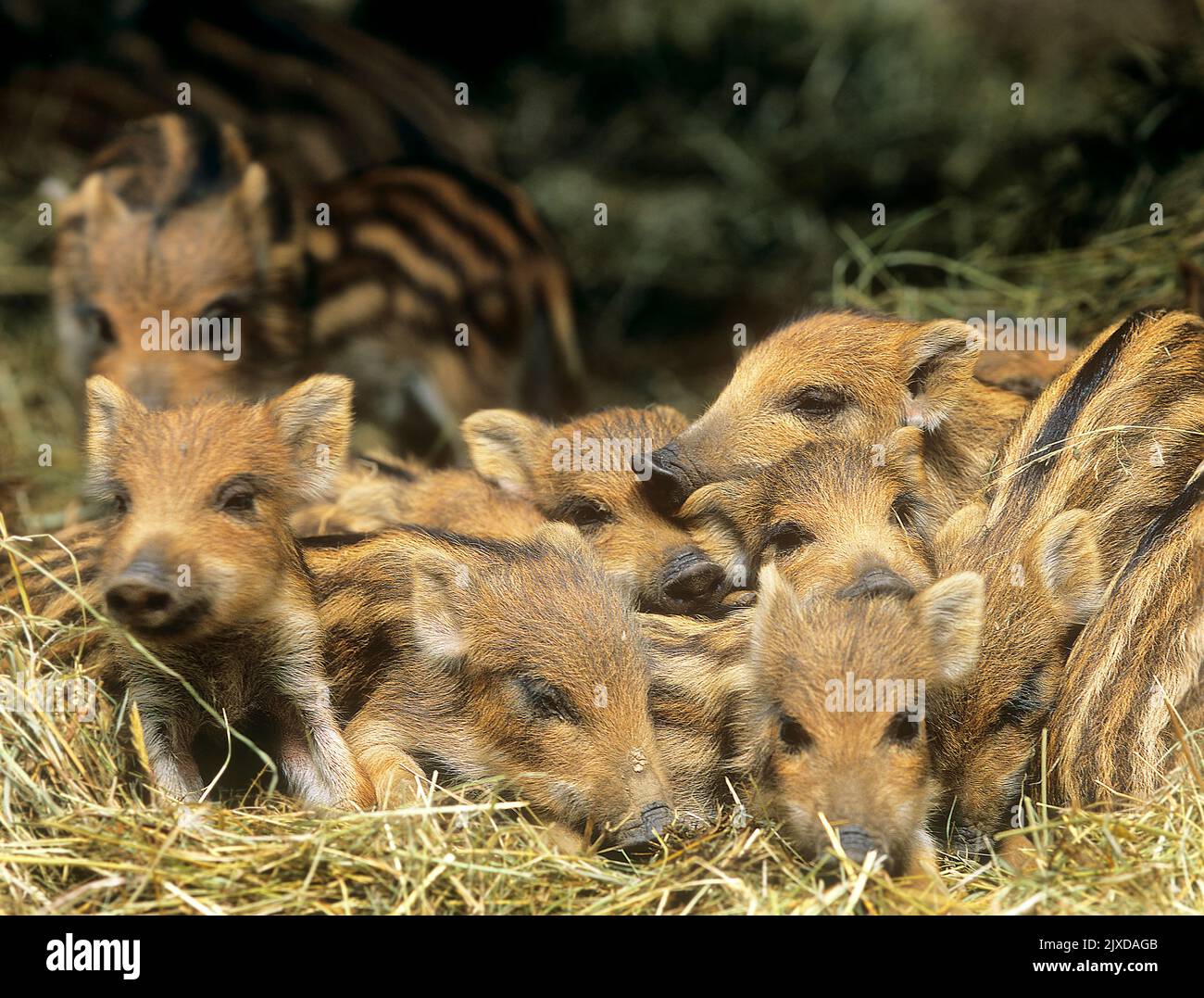 Wild Boar (Sus srofa). Squeakers cuddled close together. Germany Stock Photo