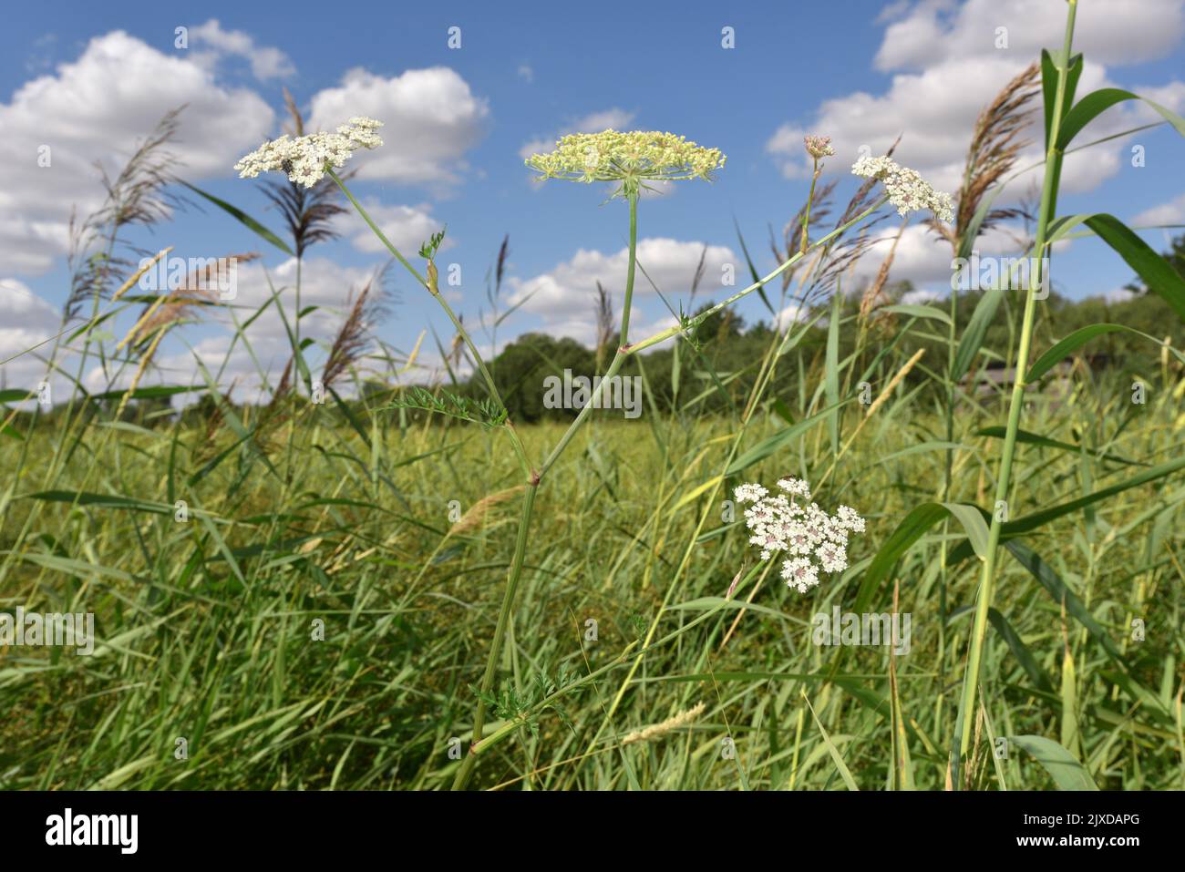 Milk-parsley - Thysselinum (Thyselium) palustre Stock Photo