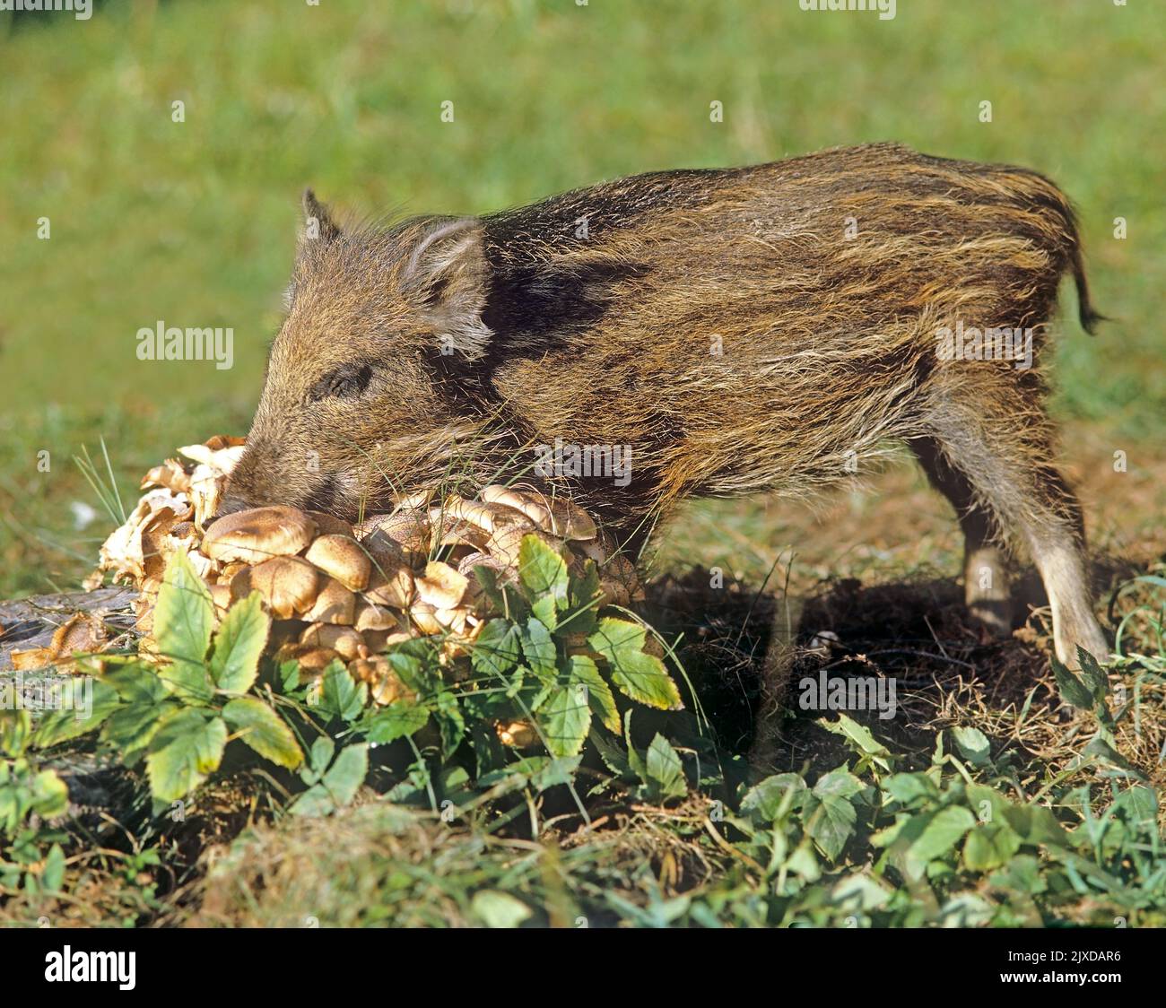 Wild Boar (Sus srofa). Squeaker eats Honey Fungus mushrooms growing on root. Germany Stock Photo