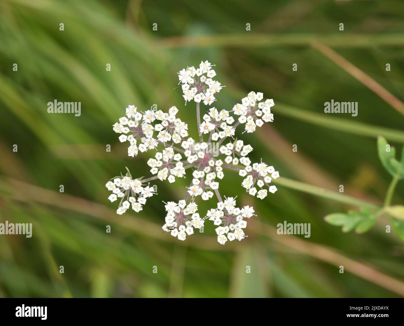 Milkparsley Thysselinum (Thyselium) palustre Stock Photo Alamy