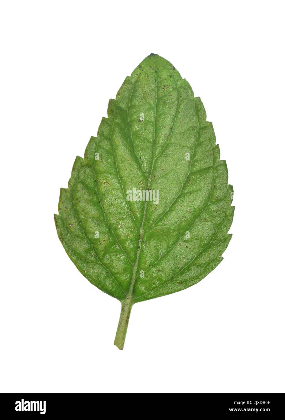 Wood Calamint - Clinopodium menthifolium Stock Photo